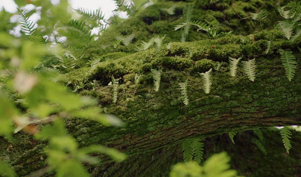 Ferns and moss growing on a fallen tree in one of Britain's last remaining rainforests. Photo by Hugh Hartford.