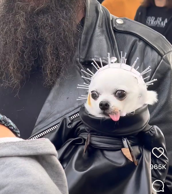 Cute chihuahua with a Pinhead from Hellraiser costume on