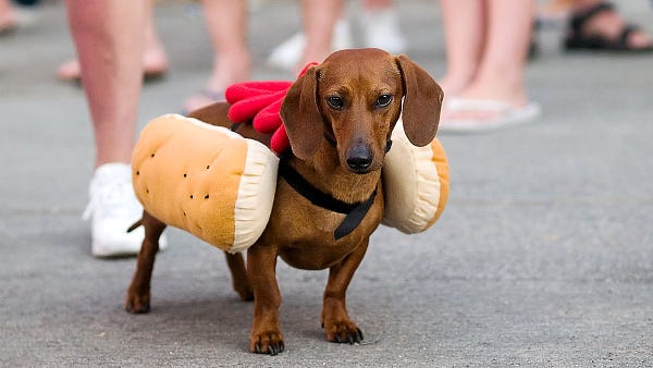 Dachshund dressed as a hot dog.