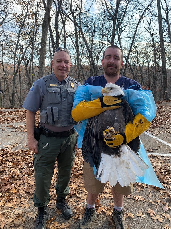 Agent Tex Rabenau and a World Bird Sanctuary employee pose with an injured bald eagle found in Maries County.