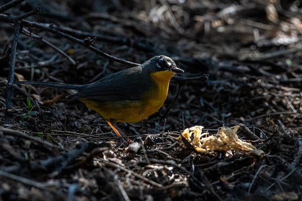 A larger warbler, hunting in the uncompressed duff of a wild mesquite bosque. Yellow to goldenrod underbelly, grey green back and cape, with black on the face and a white speckle above and below the eye with another towards the small beak. It's perched in a light beam, being real cute.