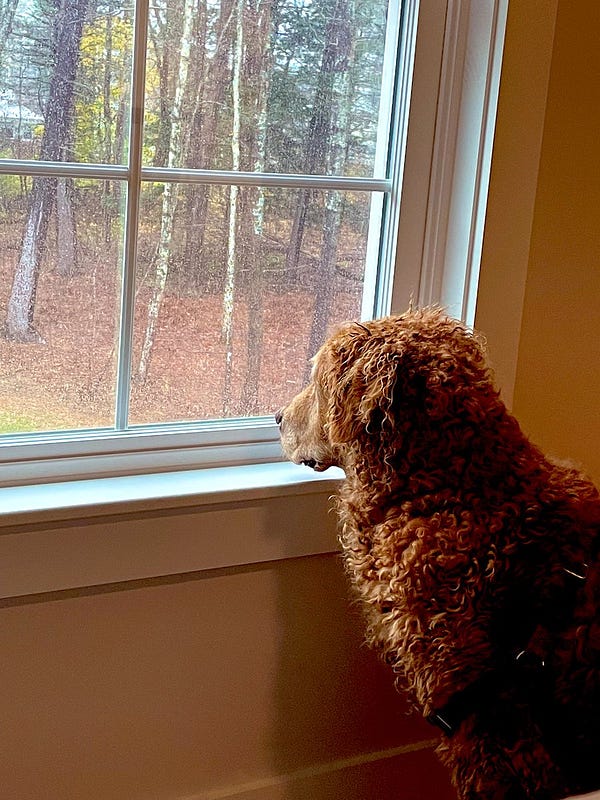 Dog, looking forlornly out of a window, waiting for the day when he can roll in fresh snow.