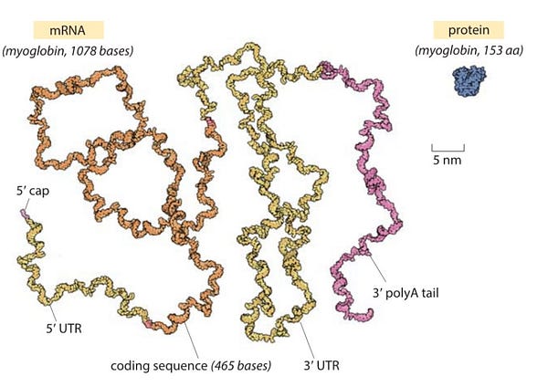 Image showing mRNA and protein for myoglobin side by side. Protein is tiny by comparison.