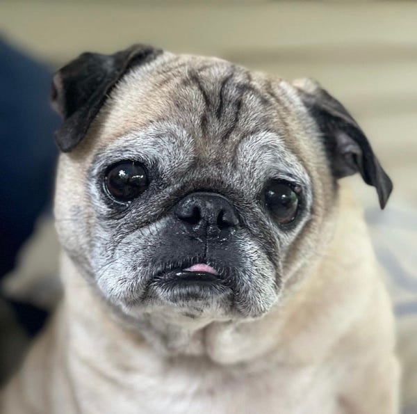 a very precious senior pug is staring at the camera. his forehead wrinkles are enchantingly pronounced and a little sliver of tongue is visible