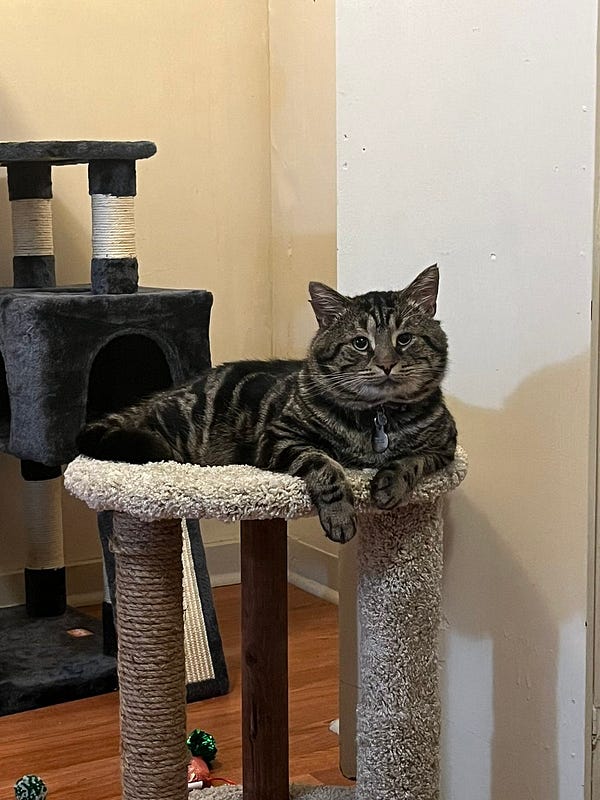 Fishtopher, a black and brown tabby cat with green eyes lays down and looks at the camera with much more confidence and happiness