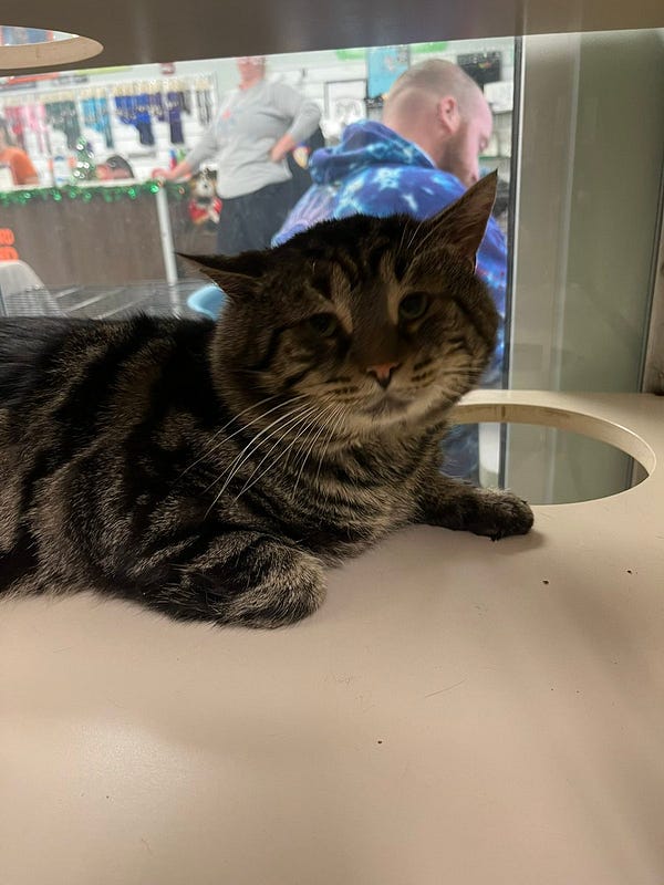 Fishtopher, a black and brown tabby cat with green eyes lays down and looks at the camera with a slightly sad expression