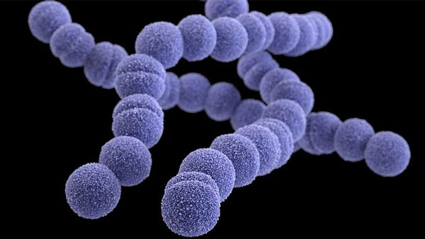 Image of Strep bacteria from CDC (https://www.cdc.gov/streplab/groupa-strep/index.html)