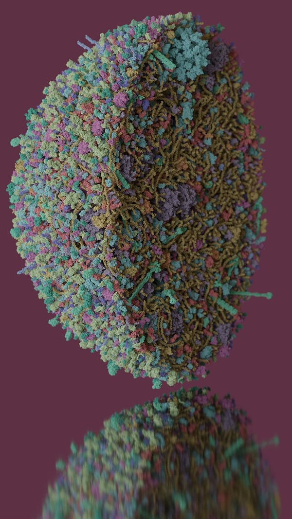 A 3D rendering of the inside of a Mycoplasma Genitaliam cell, which has been vertically sliced to show the proteins and DNA that are inside the cell. The sliced cell is on a pink background with soft lighting, and it floats atop a reflective surface.