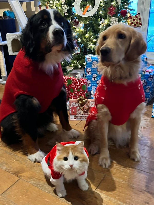 Two dogs and a cat in front of a tree