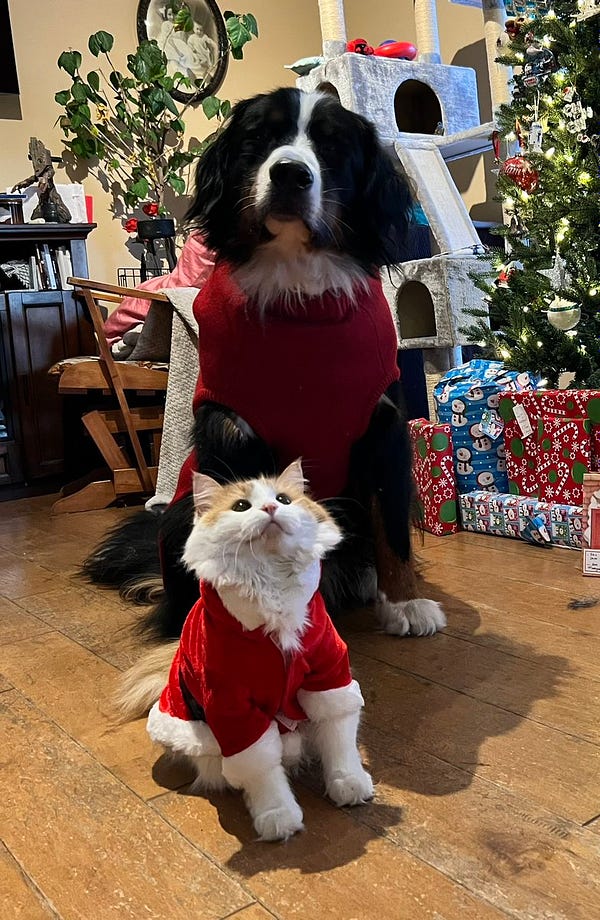 A dog in a sweater and a cat in a sweater
