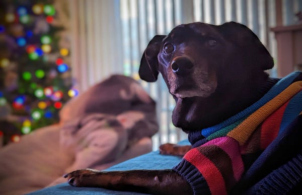 Dog Jackson in a rainbow sweater looking warmly back at the camera from in front of a rainbow lit Christmas tree and pile of blankets in the background.