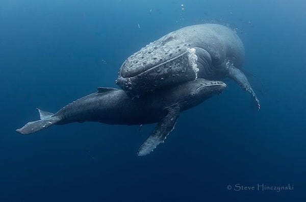 a humpback whale calf being “hugged” by their mom :)