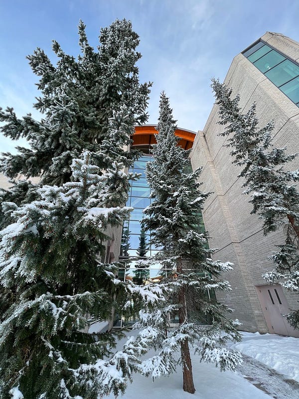 Snow-covered evergreen trees in front of the back entrance to the library. 
