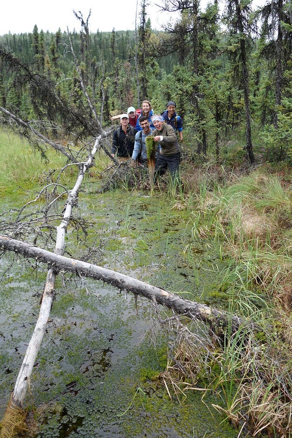 Photograph of a group of researchers standing in front of a thawed permafrost site in Alaska showing wet conditions and trees tipping over.