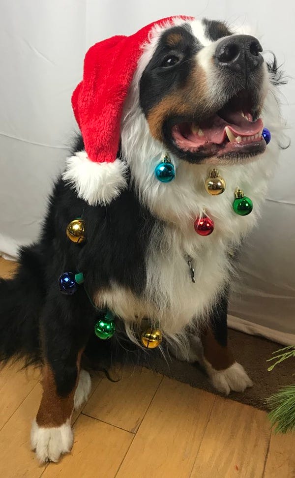 A dog dressed up as Santa Paws 