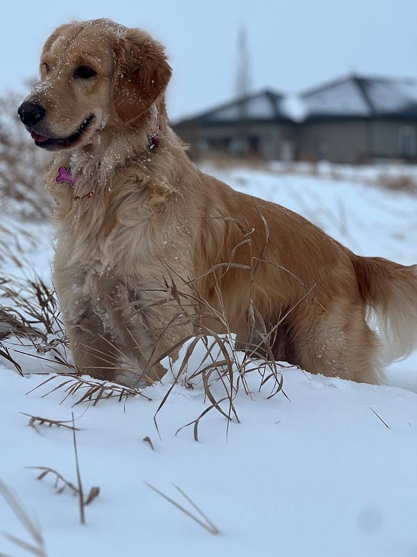 A golden retriever standing in the snow with a big smile on her face