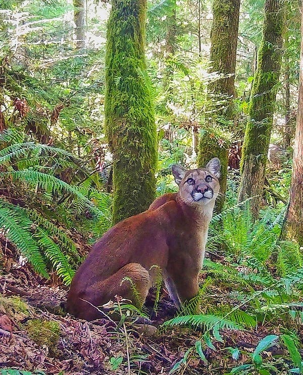 A cougar sits on its hind legs as it stares at something overhead. It is surrounded by ferns and mossy green trees. It’s just begging you to say “here kitty kitty” but we both know you won’t do that, right? RIGHT?