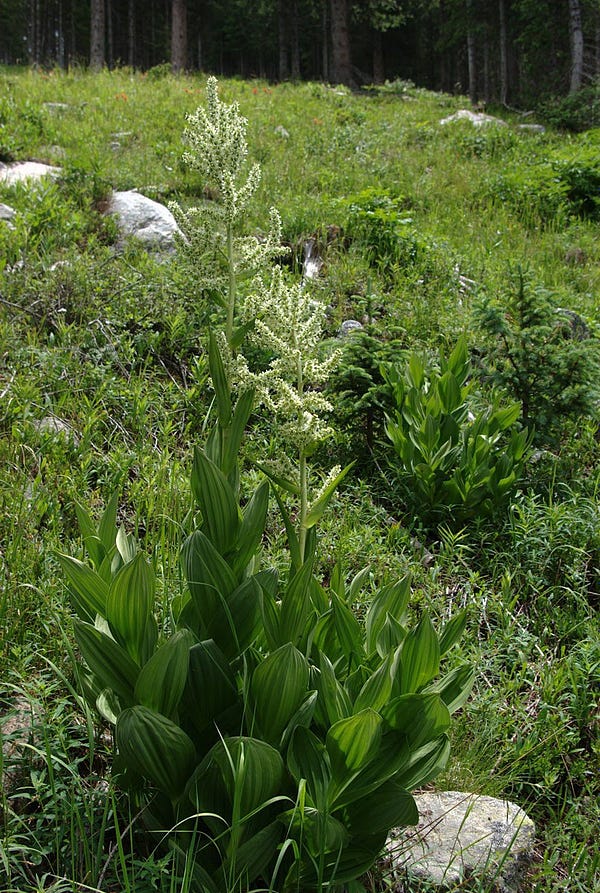 A picture of the corn lily, Veratrum californicum, growing wild in a meadow. Because I’m not a plant person, please see the Wikipedia entry, which has an accurate physical description… which was presumably written by people who are plant people.

https://en.wikipedia.org/wiki/Veratrum_californicum