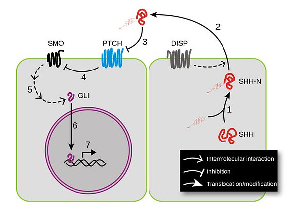 A graphical depiction of the Hedgehog signaling pathway, showing how the soluble hedgehog family ligands bind to and activate PTCH, which activates SMO, which promotes translocation of GLI transcription factors to the nucleus. A fuller description can be found in the Wikipedia entry this graphic is borrowed from.

https://en.wikipedia.org/wiki/Hedgehog_signaling_pathway