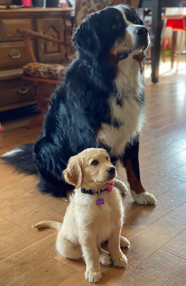 A tiny golden puppy sitting with a big Bernese Mountain dog