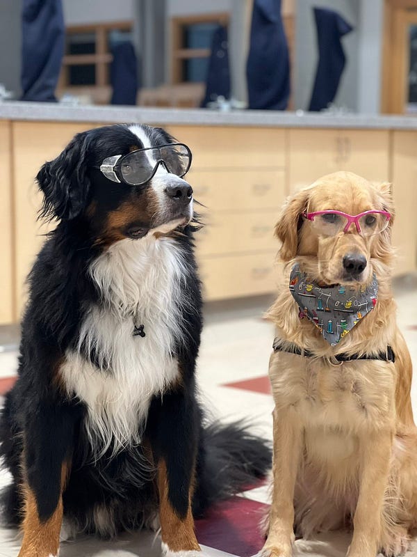 Two dogs wearing safety glasses