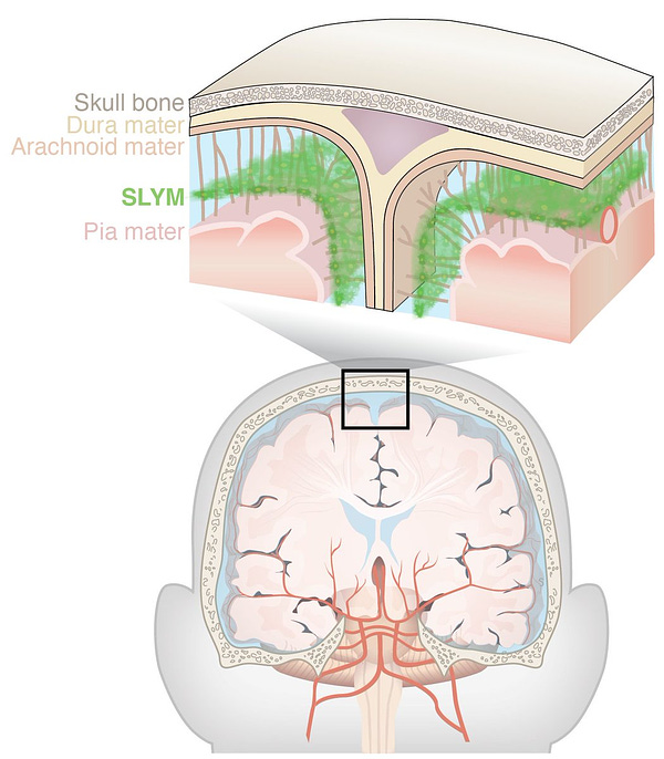 Illustration of where the SLYM membrane is from top to brain it goes - skull bone, dura mater, arachnoid mater, SLYM, pia mater.