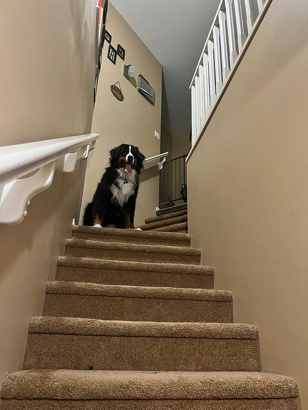 A dog sitting on stairs