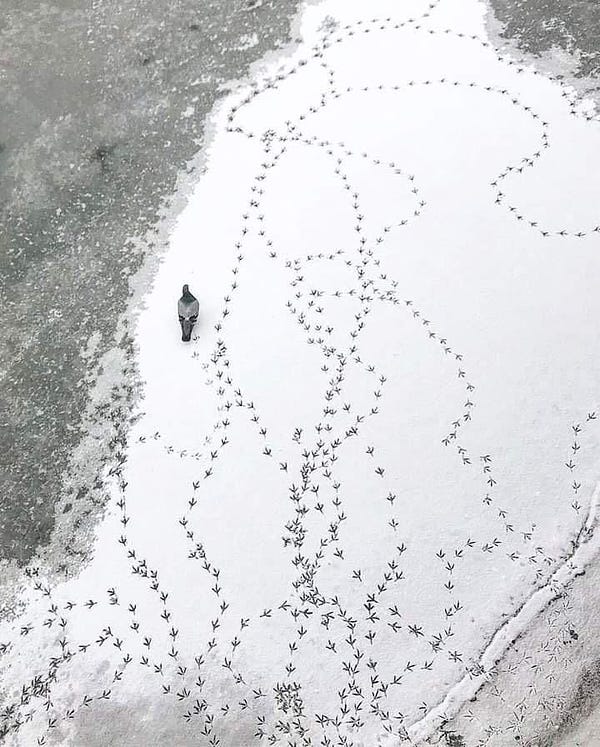 A photo of a pigeon walking on snow. Her little saguaro cactus-shaped foot imprints are seen all over in winding paths on the snowy ground in this bird’s eye view (heh). She does not know where she is going, but she’s having a good time. Staying in her lane. Thriving.