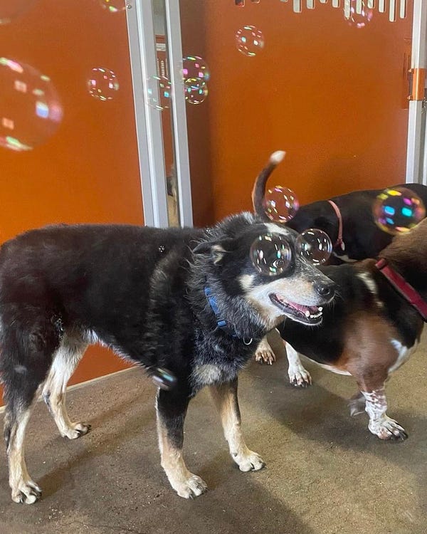 a mostly black cattle dog with brown legs and white around his face stands in front of a couple of his dog friends at daycare. bubbles are floating around in the air above them, and two ornament-sized soapy orbs are positioned perfectly in front of the dog’s eyes. he’s grinning with his mouth slightly agape.