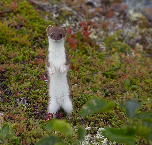 An ermine, with summer brown coat, stands upright at Katmai National Park & Preserve.