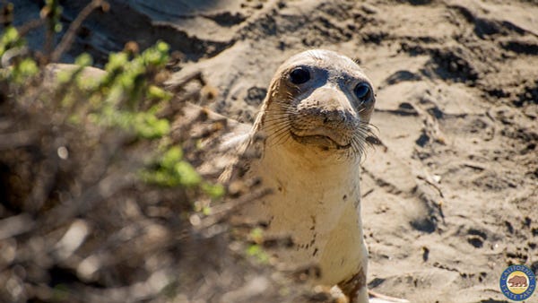 Photo of Seal from San Simeon State Park