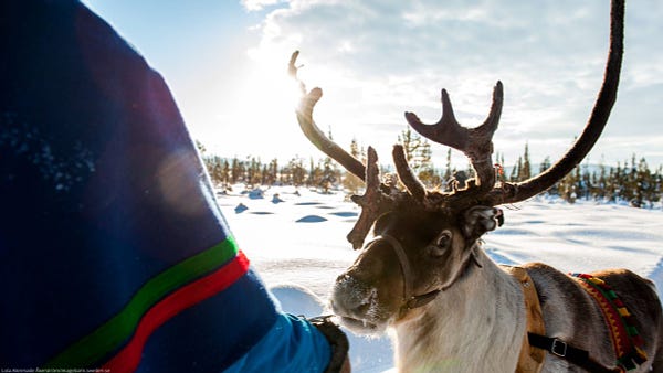 Reindeer in a winter landscape 