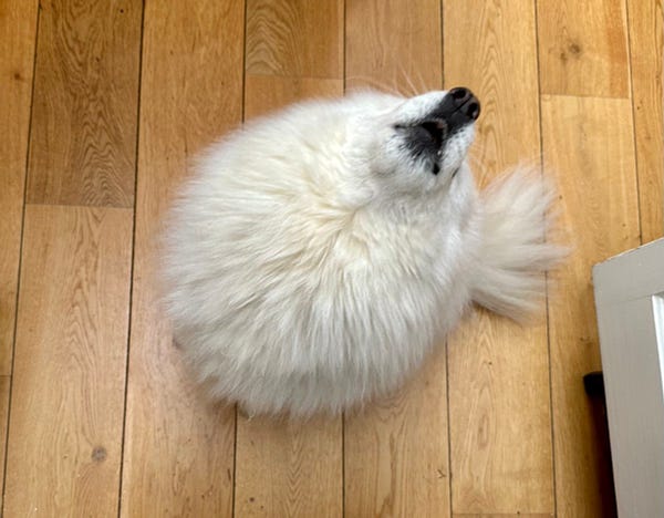 A fluffy white dog is wooing loudly, but with her head tilted back she looks like a ball of fluff with a nose.