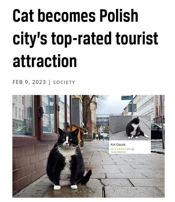 Screenshot of an article titled 'Cat becomes polish city's top-rated tourist attraction', with a photograph of a portly black and white cat sitting in a street.