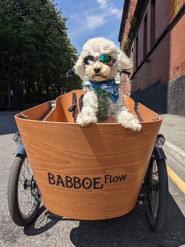Photo of a toy white poodle wearing sunglasses and a blue bandana standing up in the front bucket of a cargo trike. 