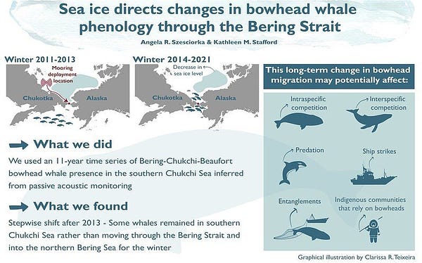 Chart titled "Sea Ice directs changes in bowhead whale phenology through the Bering Strait" by Angela R Szesciorka and Kathleen Stafford, showing that some whales remained in the southern Chukchi Sea rather than moving through the Bering Strait to the northern Bering Sea for the winter. Chart shows possible risks, including orcas, new competition, ship strikes, net entanglements, and loss of access by Native communities. 