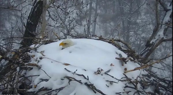 Nesting eagle completely covered in snow