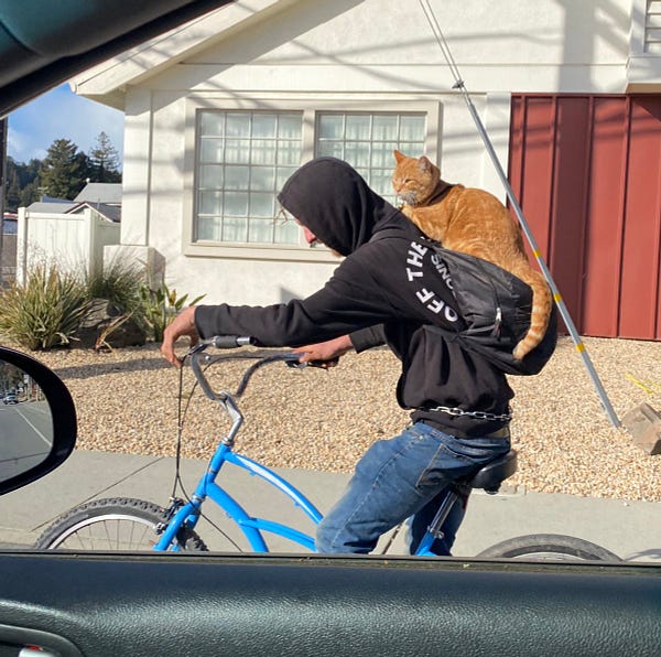 A photo taken from a car window of a person on a bicycle in a black hoodie pulled up over their head on their shoulder is an orange tabby cat with a harness perched on a backpack.