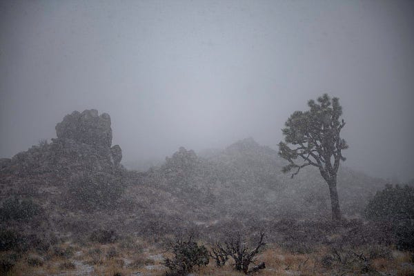 Snow falling over rocks and a joshua tree. 