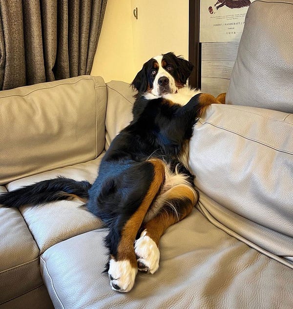 a bernese mountain dog sits on a grey, leather sofa. her front paws are hanging over the back of the sofa, while the rest of her body is turned to face us, her hind legs slightly tucked in out of surprise. she's staring at us with a bewildered face and embarrassed eyes.