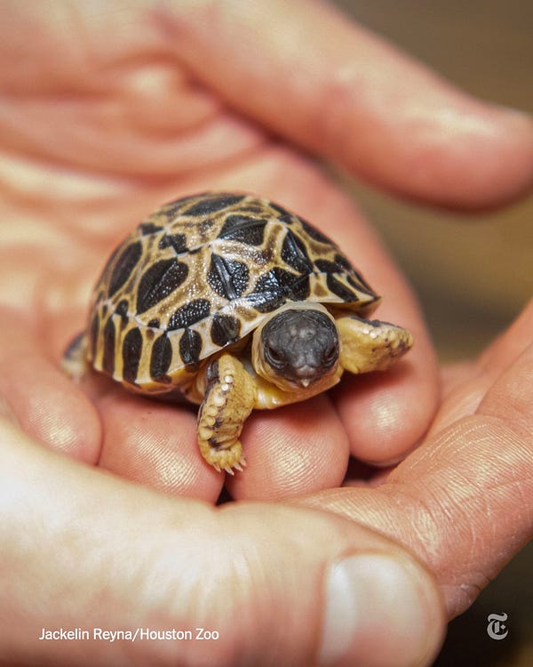 A small radiated tortoise hatchling sits on a person’s fingers. Photo credit: Jackelin Reyna/Houston Zoo