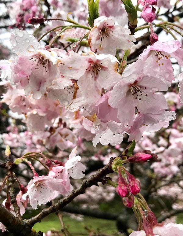 closeup of pink cherry blossom flowers with rain droplets