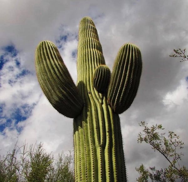 Looking up at a saguaro cactus with multiple “arms.”