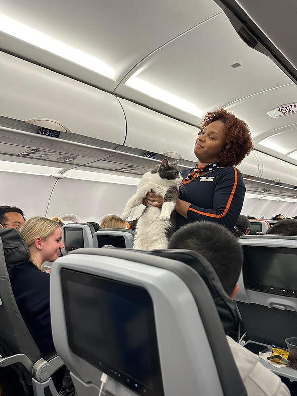 Jet Blue flight attendant standing in the aisle of an aircraft holding a grey-and-white cat in front of her, by its armpits. Cat is looking off to the side.