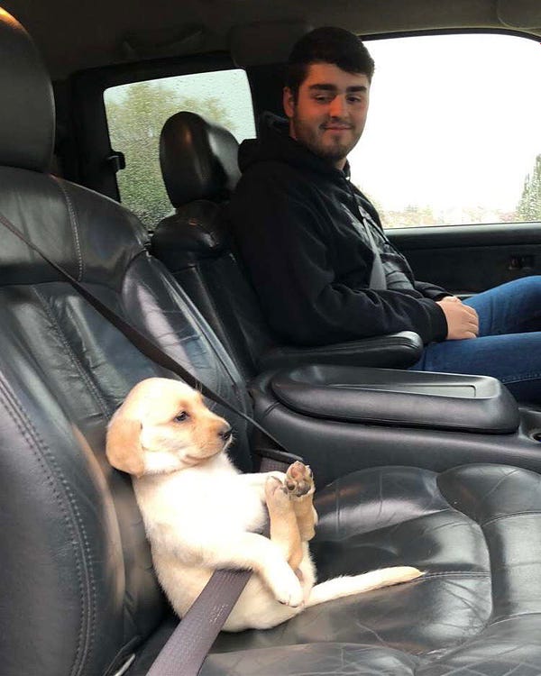 a small yellow lab pup sits like a person in the black leather passenger seat of a car. the dog is buckled in, and she's staring straight ahead with a stoic expression, while her two back feet kick up in front of her. the human in the driver's seat looks on with a slight smile.