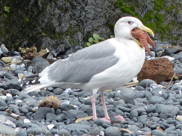 A close-up view of a white and gray gull trying to swallow a large sea star.
