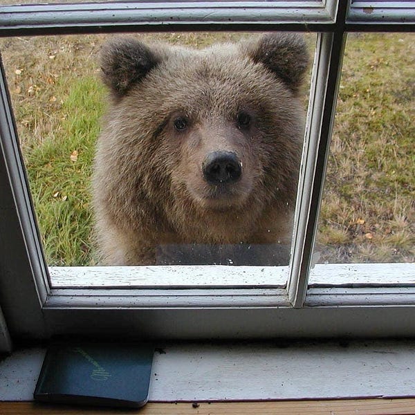 Excuse me, we’ve been trying to reach you about your car’s extended warranty. A bear peering through a cabin window.