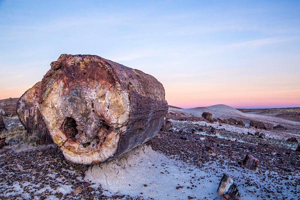 A large Petrified log seen at Crystal Forest. Named for the presence of beautiful crystals that can be found in the petrified logs, this trail offers one of the best opportunities to experience the petrified wood deposits. Please leave the petrified wood for others to enjoy. NPS/Jacob Holgerson.