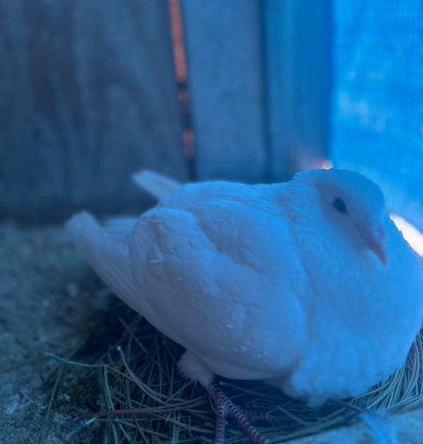 A white pigeon sits on a nest of pine needles.