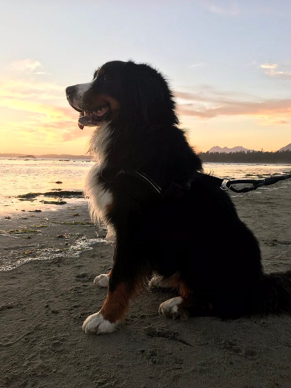 A dog on a beach with the sun setting behind him